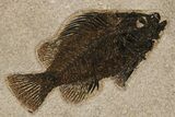 Multiple Fossil Fish (Cockerellites & Diplomystus) - Wyoming #383046-2